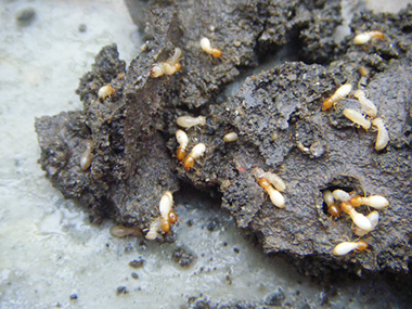 云东海白蚁灭治所到了冬天白蚁为什么会变少