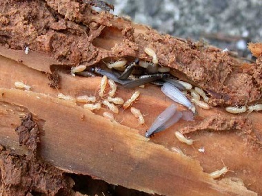 三水白蚁防治所告诉你白蚁除了吃木头还吃什么