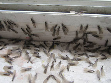 三水白蚁防治中心怎么预防白蚁危害