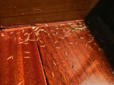 西南灭白蚁公司木地板预防白蚁的防治方法
