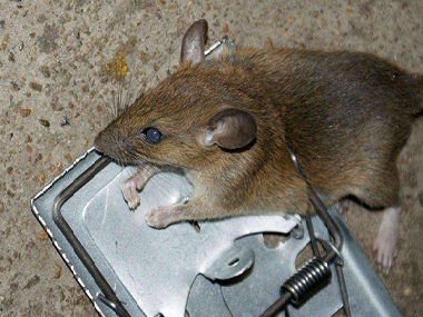 三水杀虫灭鼠防止老鼠跑进车里的方法