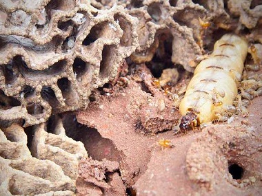 疫情防控期有白蚁产生危害应该怎么处理