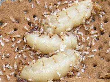 狮山白蚁防治公司处理白蚁危害的两个方法