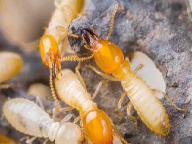 芦苞白蚁预防中心怎么防止家具有白蚁危害