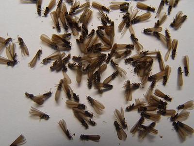 白坭预防白蚁公司如何判断室内黑色飞蚂蚁是不是白蚁繁殖蚁