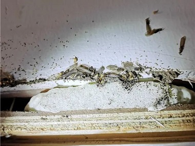 西南白蚁防治公司白蚁分飞季，如何有效防治白蚁