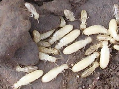 三水白蚁防治公司令建筑行业谈蚁色变的是什么白蚁