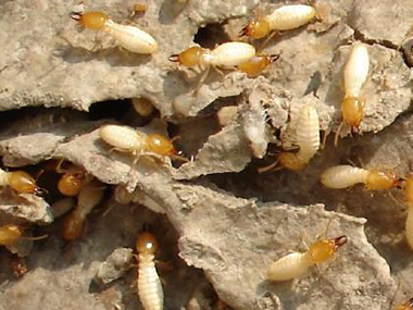 白坭杀灭白蚁中心家庭白蚁防治的简单方法