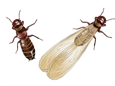 西南白蚂蚁预防所——什么是飞蚁？