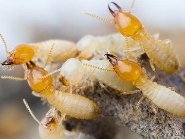大塘白蚁防治站应对家中的白蚁有什么预防措施