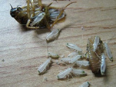 云东海病媒生物防控中心教你怎样消灭蟑螂