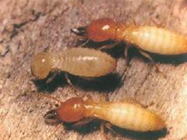 范湖验收白蚁机构白蚁的防治主要有两个方面