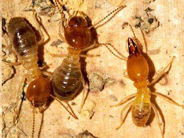 三水蚁害消杀站：蚂蚁最怕什么东西和气味