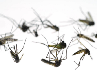 乐平专业蚊虫防控所：驱蚊子最有效的方法